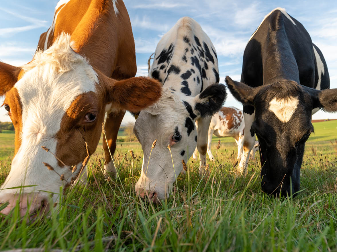 A Red Cow Is Making Headlines—Here's What Your People Are Really Asking