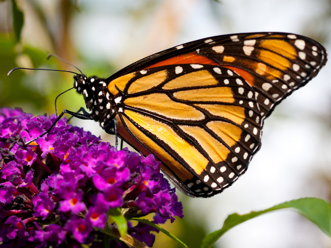 Photo of a butterfly on a flower