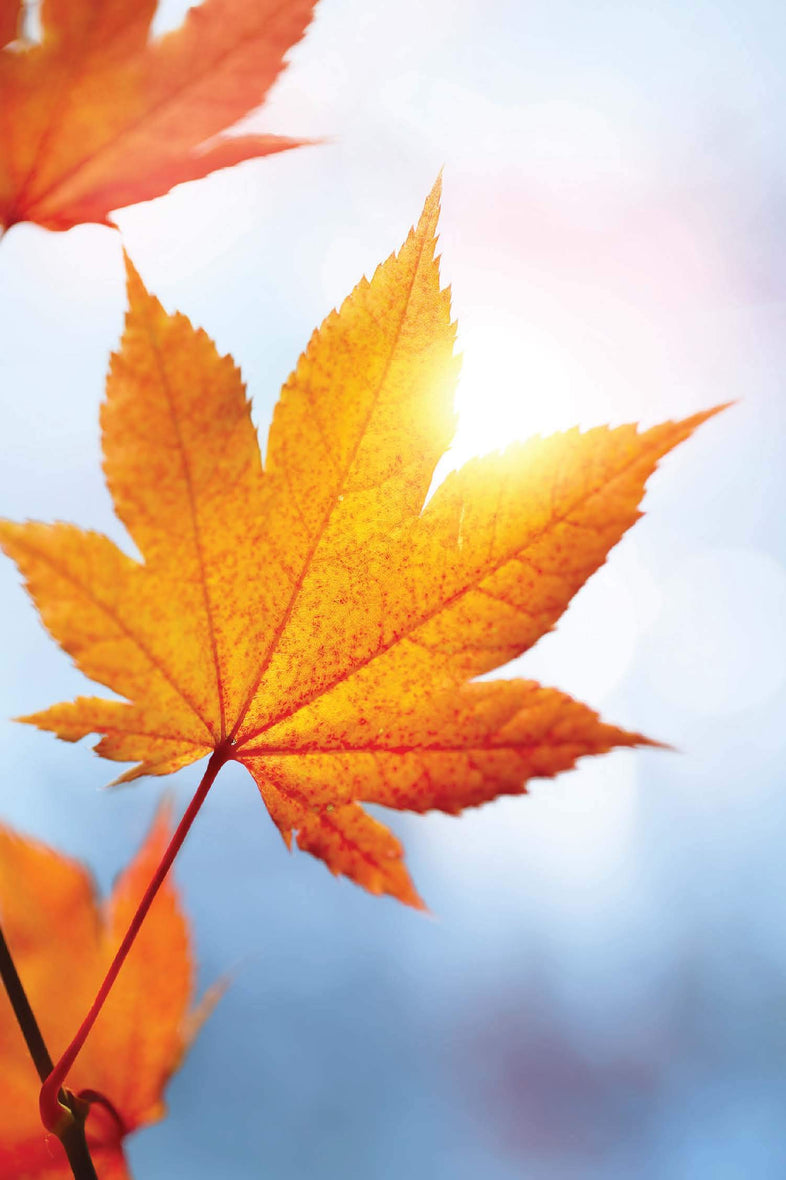 Devotions for the Fall: Celebrate the Harvest Season with Gratitude an ...